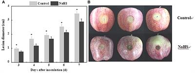 Sodium Hydrosulfide Induces Resistance Against Penicillium expansum in Apples by Regulating Hydrogen Peroxide and Nitric Oxide Activation of Phenylpropanoid Metabolism